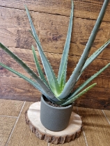 Aloe Vera plant